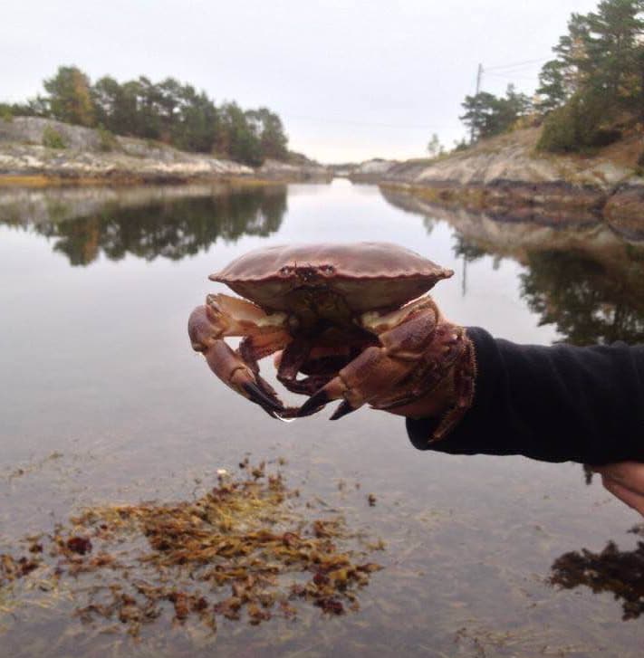 Krabbelars gleder seg til å bo på Litangen