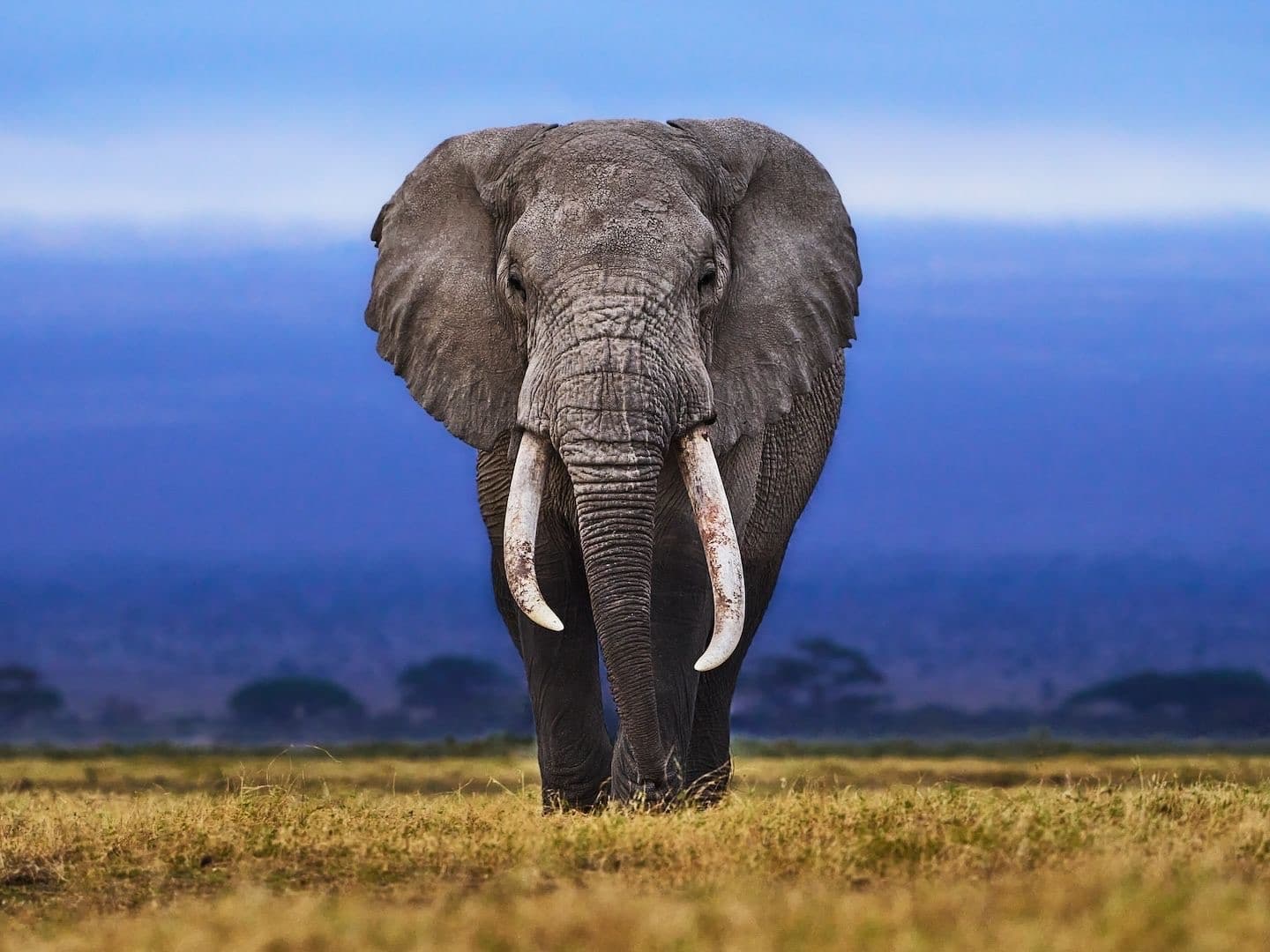 2700 tonn tilsvarer også vekten av 450 voksne afrikanske elefanter. 🐘 🐘🐘